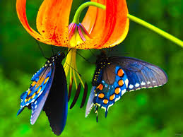 A arte de atrair borboletas